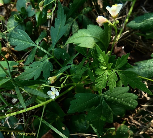 {Cardiospermum halicacabum}